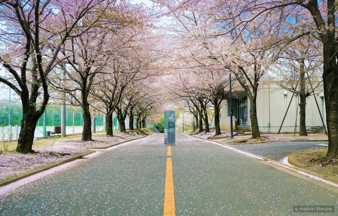 桜並木の中央に設置された鏡面のモノリス